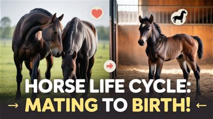 Achieving Horses Mating Successful: Insights into Equine Reproduction