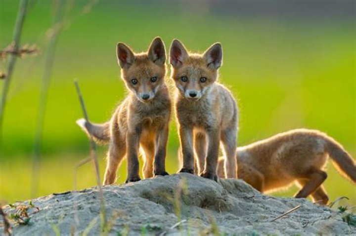 Unpacking the Mystery: What is Two Babies One Fox and Why Does it Stick Around?